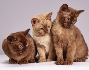 Gatos