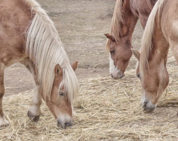 Equinos