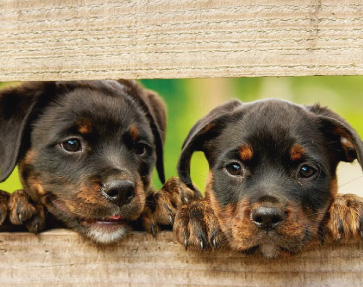 Perros